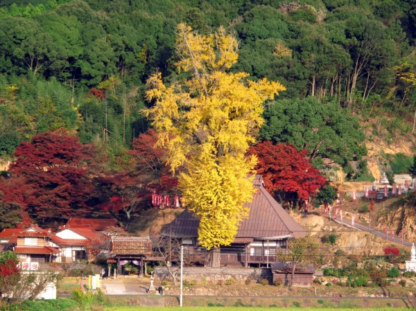 光明寺旧本堂遠景