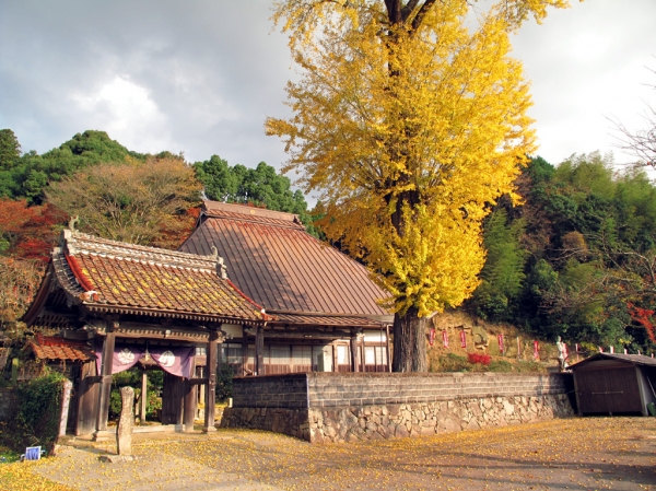 光明寺旧本堂と大銀杏