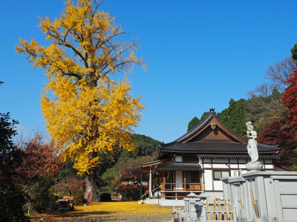 新本堂と大銀杏